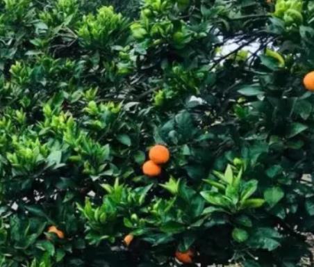 十字村柑橘:重庆涪陵新妙镇十字村特产柑橘,产地水果柑橘,产地宝
