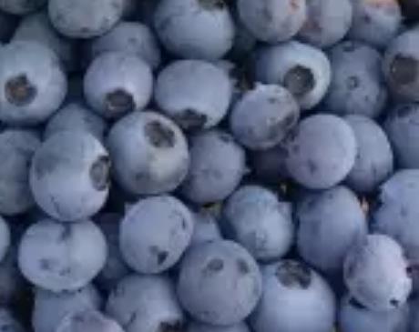 虎峰村蓝莓:重庆九龙坡金凤镇虎峰村产地水果蓝莓,产地宝
