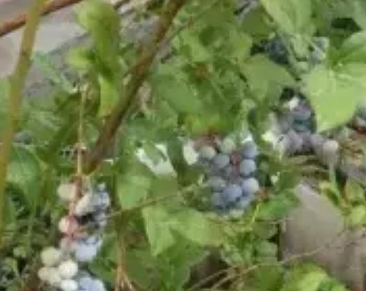 渝北大堰蓝莓:重庆渝北石船镇大堰村产地特色水果蓝莓,产地宝