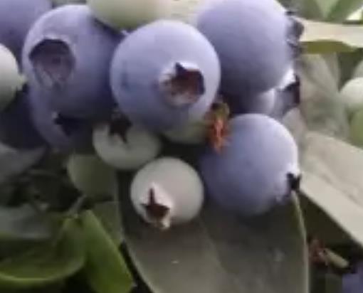 渝北自力村蓝莓:重庆渝北区茨竹镇自力村产地特色水果蓝莓,产地宝