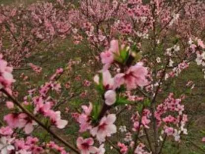 四龙桃花:重庆沙坪坝回龙坝镇四龙村特产桃花,产地花卉农产品,产地宝