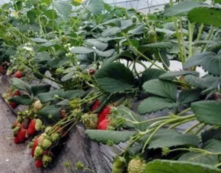 南岸草莓:重庆南岸区迎龙镇北斗村特色水果农产品草莓,产地宝