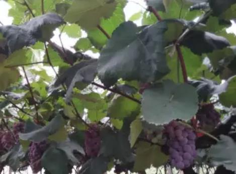 塔坪葡萄:重庆北碚静观镇塔坪村产地特色水果农产品葡萄,产地宝