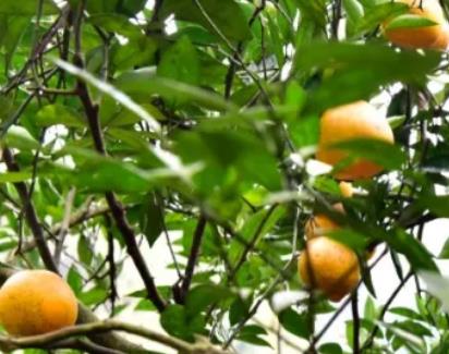 龙安村柑橘:重庆渝北统景镇龙安村特产柑橘,产地水果脐橙梨橙血橙,产地宝