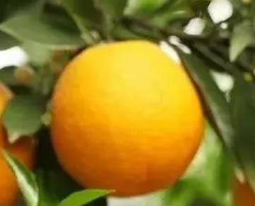 隆仁村柑橘:重庆渝北区大盛镇隆仁村产地水果柑橘,产地宝