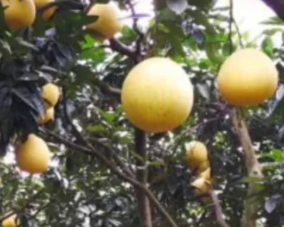 接龙蜜柚:重庆巴南区接龙镇产地特色水果农产品接龙蜜柚,产地宝