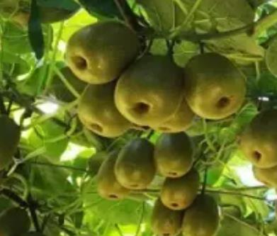 九井山猕猴桃:重庆巴南安澜镇巴联村产地特色水果采摘猕猴桃,产地宝