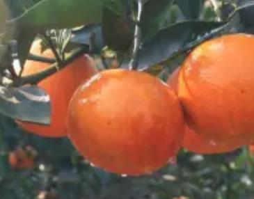 五台村血橙:重庆巴南双河口镇产地特色水果采摘血橙,产地宝