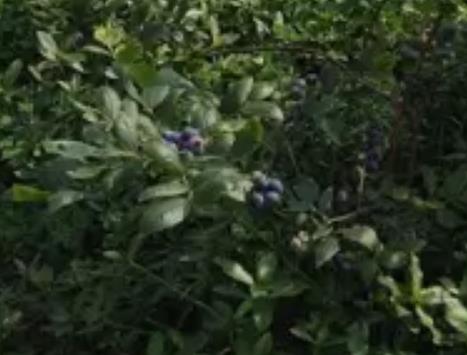 大来山蓝莓:重庆巴南安澜镇顶山村产地特色农水果采摘蓝莓,产地宝