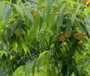 黄金林村脆桃:重庆巴南区东温泉镇产地特色水果农产品脆桃,产地宝