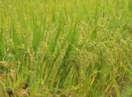 马喇贡米:重庆黔江马喇镇特产马喇湖贡米,产地食品农产品大米,产地宝