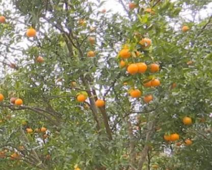 高碛柑橘:重庆黔江阿蓬江高碛村特色水果农产品柑橘,产地宝
