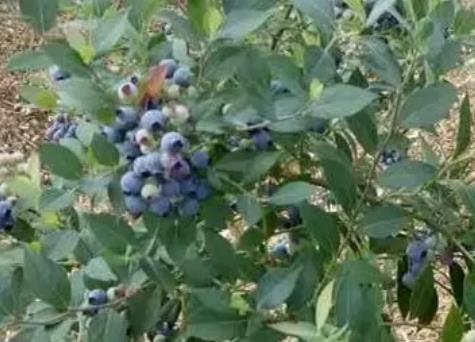 石郎村蓝莓:重庆黔江水田乡石郎村产地特色水果蓝莓,产地宝