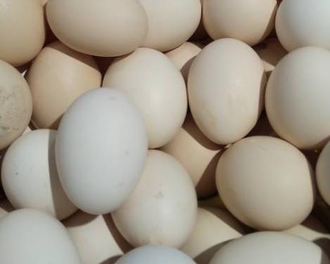 葛兰镇中华村鸡蛋:重庆长寿区葛兰镇中华村产地特色农产品鸡蛋,产地宝