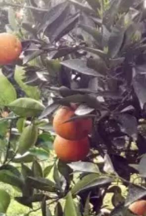 称沱村柑橘葡萄:重庆长寿区洪湖镇称沱村产地特色水果柑橘 葡萄,产地宝