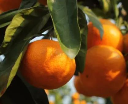 保合村龙河柑橘:重庆长寿区龙河镇保合产地特色特产水果柑橘,产地宝