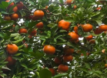 河堰柑橘:重庆长寿区龙河镇河堰村产地特产特色水果柑橘,产地宝