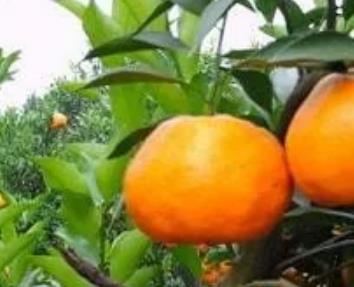 恒和村柑橘:重庆江津白沙镇恒和村特产水果柑橘脐橙柠檬,产地宝