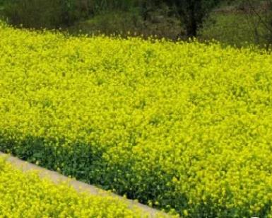 黄庄油菜:重庆江津区永兴镇黄庄村特产农产品油菜粮油,产地宝