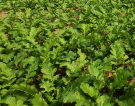 香龙大头菜:重庆合川区香龙镇特产大头菜,地理标志产品大头菜,产地宝
