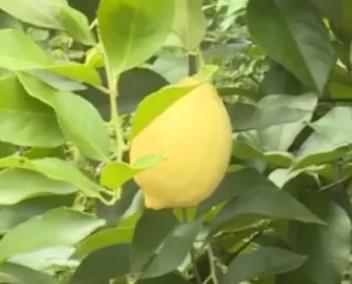 关门山柠檬:重庆永川来苏镇关门山村特产水果柠檬,产地宝
