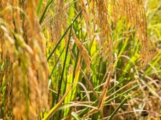 南川米:重庆南川区特产稻米,地理标志产品南川米,产地宝