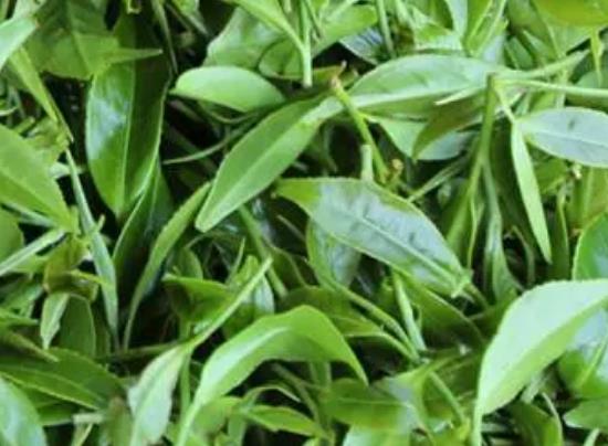 南川大树茶:重庆南川德隆镇特产茶叶,地理标志产品大树茶,产地宝