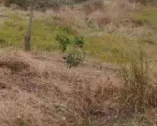 峰岩川木瓜花椒晚熟李:重庆南川峰岩乡正阳村特产农产品水果,产地宝