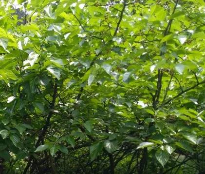 普陀村辣椒笋竹蚕桑李子:重庆南川中桥乡普陀村特产农产品水果,产地宝