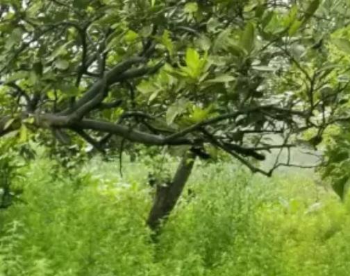 白岩村晚熟李中蜂柑橘西瓜:重庆南川区福寿镇白岩村特产水果,产地宝