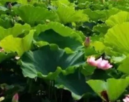 撮镇莲子莲藕:合肥肥东县撮镇特产莲子莲藕,产地农产品荷花莲子,产地宝