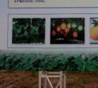 笏山瓜蒌:合肥庐江石头镇笏山村特色特产农产品笏山瓜蒌,产地宝