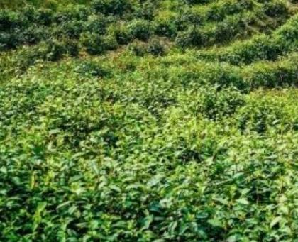 银屏春茶:合肥巢湖市银屏镇特产茶叶,产地茶叶农产品银屏春茶,产地宝