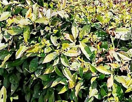 岳西黄大茶:安庆市岳西县特产黄大茶,产地茶叶黄大茶,产地宝