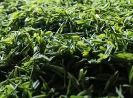 龙眠春翠:安庆市桐城特产茶叶龙眠春翠,产地绿茶,产地宝