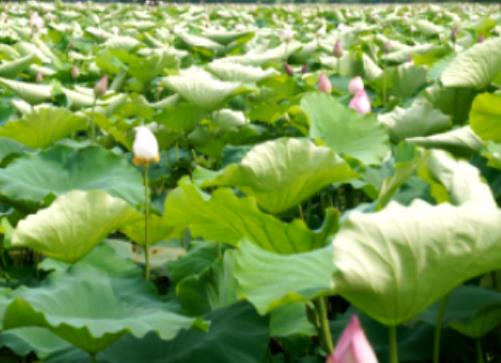 东七贡藕:芜湖南陵特产东七贡藕,产地水产品东七贡藕,产地宝