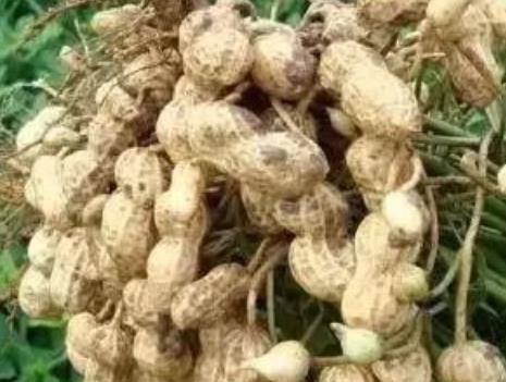 南陵小籽花生:芜湖南陵县特产小籽花生,产地食品小籽花生,产地宝