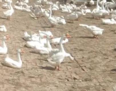 阜南皖西白鹅:阜阳阜南产地特色养殖农产品皖西白鹅,产地宝