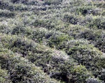 铜陵野雀舌茶:铜陵市铜官区特产野雀舌,产地茶叶绿茶野雀舌,产地宝