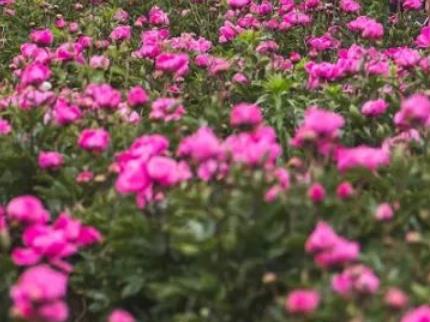 秋桐芍药花:滁州琅琊区三官街秋桐村特产芍药,产地中药材芍药,产地宝