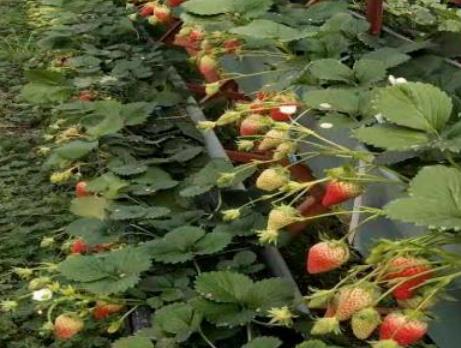 八里村草莓甜瓜火龙果:滁州琅琊三官街八里村特色水果草莓甜瓜火龙果,产地宝