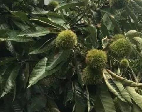 南谯板栗:滁州南谯区施集镇特产板栗,产地干果食品板栗,产地宝