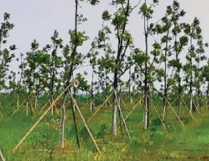 来安碧根果:滁州来安县半塔镇产地特色农产品碧根果,产地宝