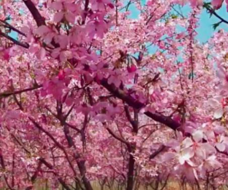 全椒马厂樱花:滁州全椒县马厂镇产地特色花卉樱花,产地宝