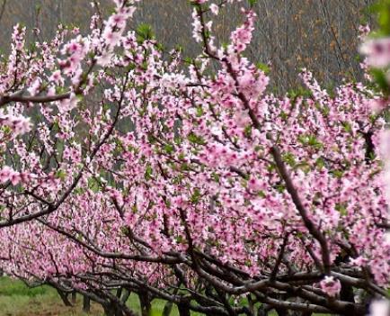 梅花垄桃花:滁州全椒程家市乡梅花垄产地特色花卉桃花,产地宝