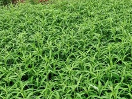 全椒芦蒿:滁州全椒县十字镇特色农产品芦蒿,产地蔬菜芦蒿,产地宝