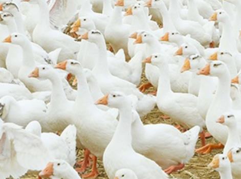 定远桑涧白鹅:滁州定远桑涧镇特色养殖产品白鹅,产地农产品,产地宝
