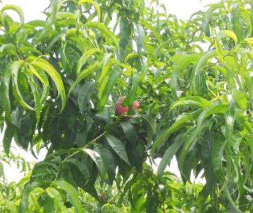 明光石坝水蜜桃:滁州明光石坝镇产地特色水果水蜜桃,产地宝