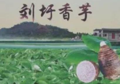 刘圩香芋:南宁青秀区特产刘圩香芋,地理标志产品刘圩香芋,产地宝