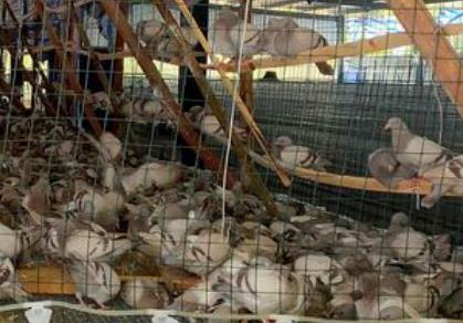同宁肉鸽:南宁江南区江西镇同宁村特色农产品肉鸽,产地养殖产品,产地宝